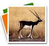 Calimere Wildlife Sanctuary