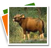 Nagarhole National Park